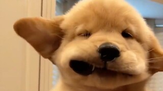 "Anda tidak bisa memakan kelucuan, tetapi Anda bisa memperbaiki anjing."