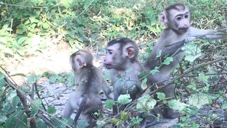 In the bush to experience like wild monkey, the three siblings