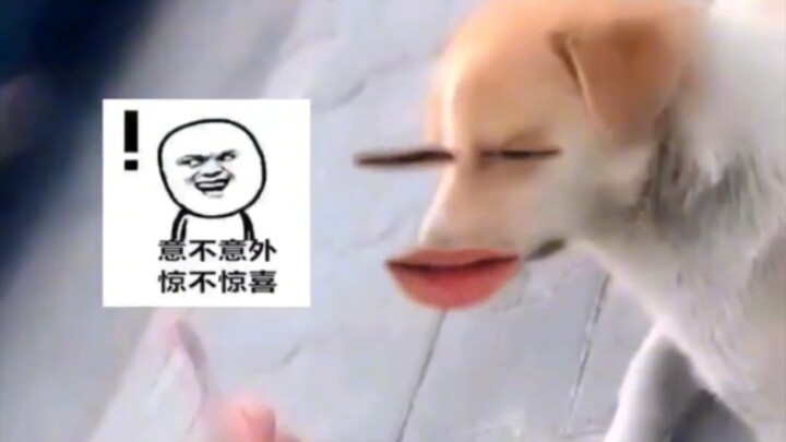 Chó độc thân, chó độc thân!