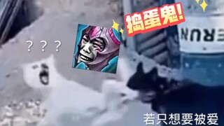 白狗：你让我没有爱啊！！！