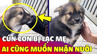 Cún con 'ĐI LẠC' vào nhà được cô gái hết mực yêu thương và 'MONG MUỐN ĐƯỢC NHẬN NUÔI' 😅 | Gâu Đần