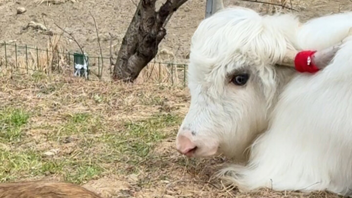 A wild boar fell into a manure pit, ate some rice and vegetables, and made Boss Cow so stinky she th