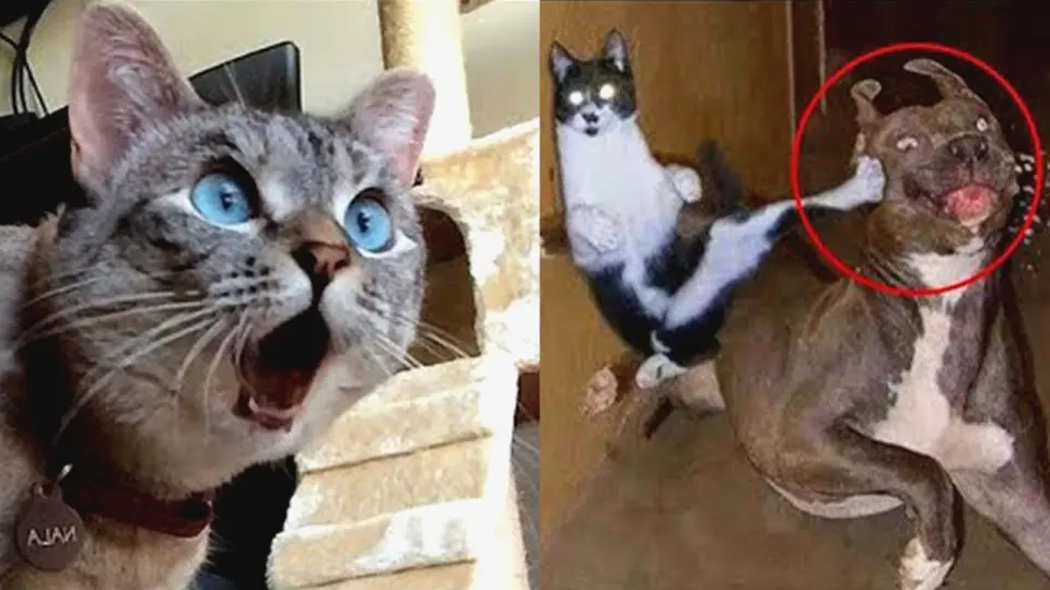 Funny Animal Videos 🐶 Funniest Cats And Dogs 2022 - Bilibili