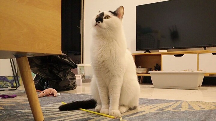 Pernahkah Kau Merasa Kucing Juga Menyayangimu Seperti Anjing?