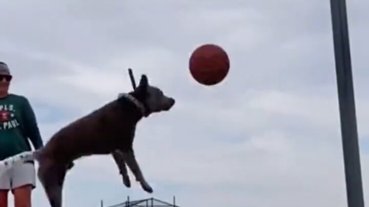 Tongkat Kecil Datang Nih