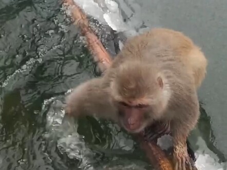 Capable of both yielding and striking, a truly formidable monkey
