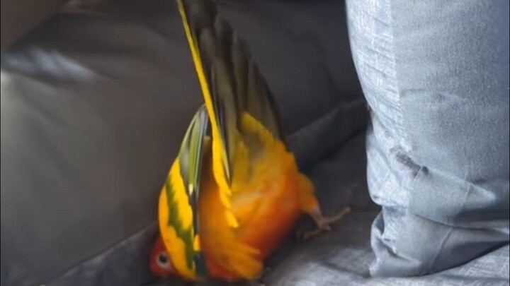 นกเพี้ยนสุดฮาบน TikTok #162