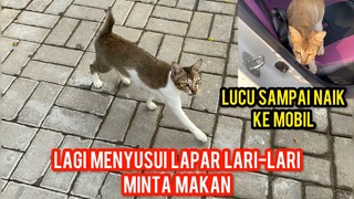 Kucing Menyusui Sedang Kelaparan meminta makan..!