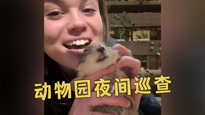 Công việc vui nhất thế giới! Cùng nhau đi tuần tra ban đêm trong sở thú nhỏ nào~