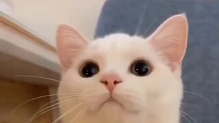 cute cat edit tiktok#1