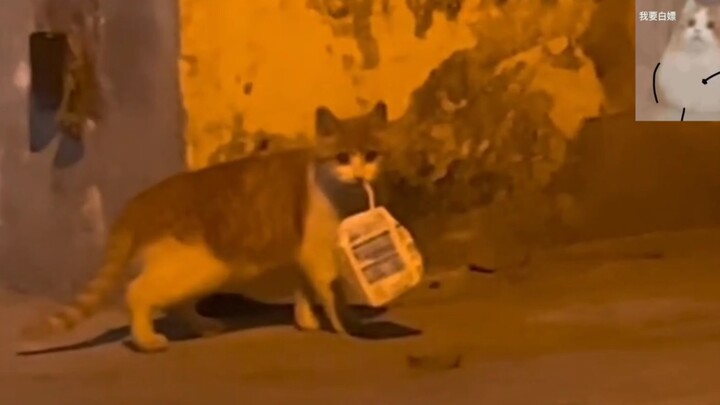 Kucing: "Kenapa kamu juga mau minum susu?"