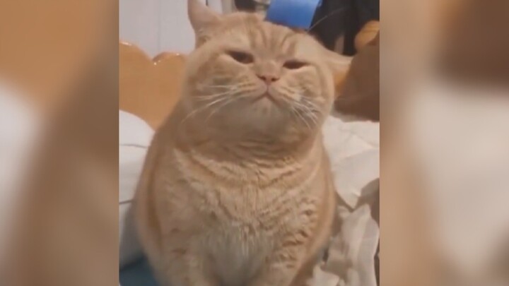 Cat: “I’m home late—does that mean I’m not cute anymore?”
