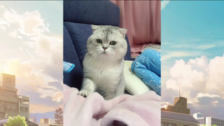 แมวตลก#555#37