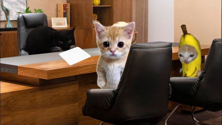 Mèo chuối và búp bê bị sếp la mắng vì làm rơi đồ