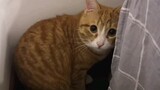 Cat|Lovely Baby Orange Tabby Cat