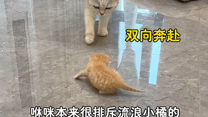 The maternal love in the cat world is so heartwarming—this little stray has finally found a mom!