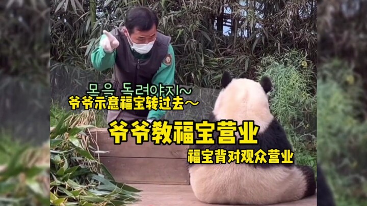 Chú gấu trúc Fu Bao lúc mới mở cửa phục vụ khách tham quan cứ hay quay lưng lại với khán giả, sau đó