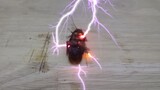 【Animal Circle】Electrocuting cockroaches