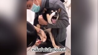 ฮากันทุกตัว