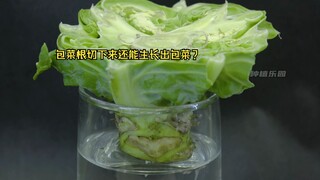 Bạn có thể trồng bắp cải bằng cách cắt và trồng rễ bắp cải không? Hoạt động này thật tuyệt vời.