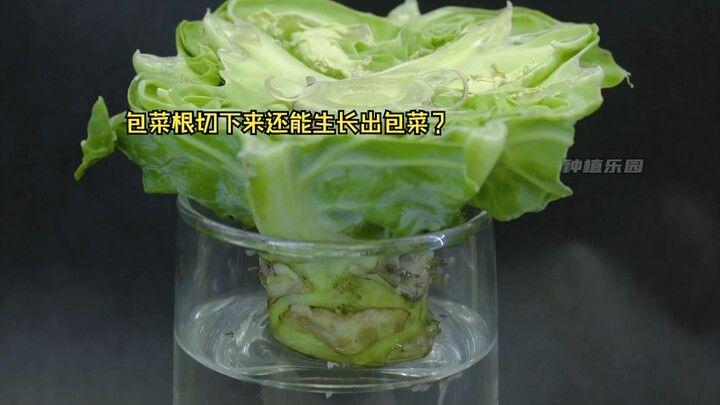 包菜根切下来种植还能生长出包菜？这操作惊呆了