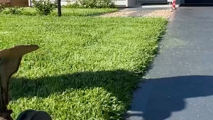 Tukang pangkas rumput gaji 5–8 ribu per bulan, kayak main-main aja, kerja setiap hari...