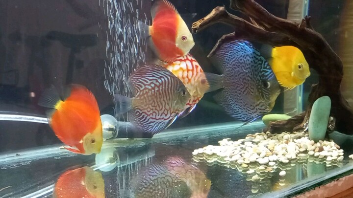 discus