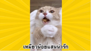 สัตว์เลี้ยงเพื่อนขนปุย : เหมียวน้อยแสนน่ารัก