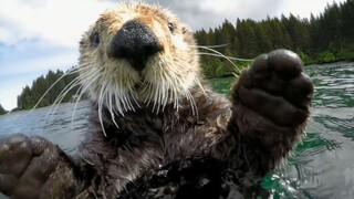 Sea Otter: Apply to star in SpongeBob SquarePants on the Tip of the Tongue