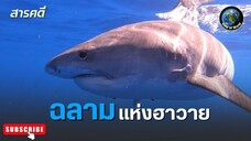 ฉลามแห่งฮาวาย - สารคดีพากย์ไทย THE SHARKS OF HAWAII