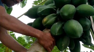 tallest papaya tree