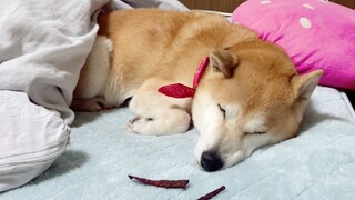 Apa yang Akan Terjadi Jika Meletakkan Sepotong Daging di Depan Husky Tidur?