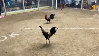 Lexi Black vs Talisay, sobrang laki ng kalaban pero kinaya ng manok natin. Small but terrible