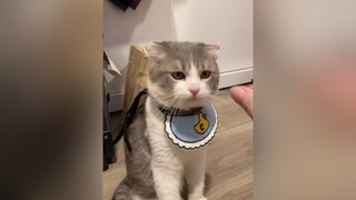 Đeo cho cái yếm ăn uống cho sạch sẽ nhó cat catsoftiktok  meow foryou