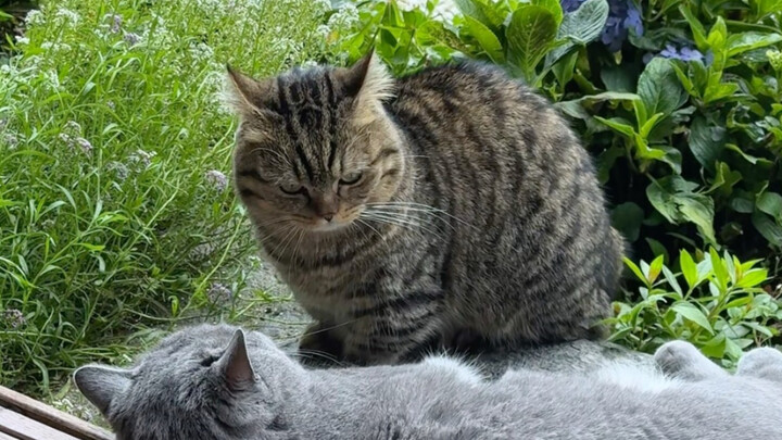 I get angry every time I see you! Did you scare the squirrel away?