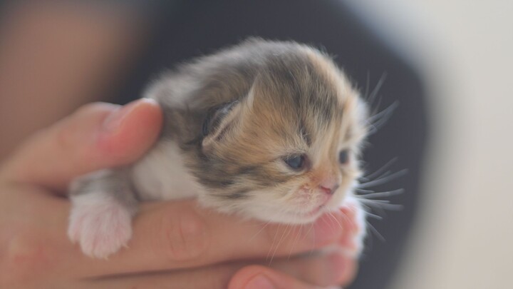 The little kitten has opened its eyes—gently suck now~