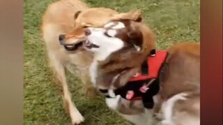 Golden Retriever: My Head Hurts! Husky: I Seem to Get Smarter!