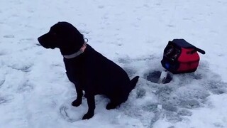 狗狗表示也想钓鱼，主人就让它试了试，还真被它钓上来了！