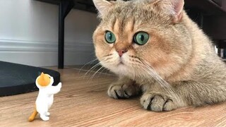 Cat Vs Miniature Cat