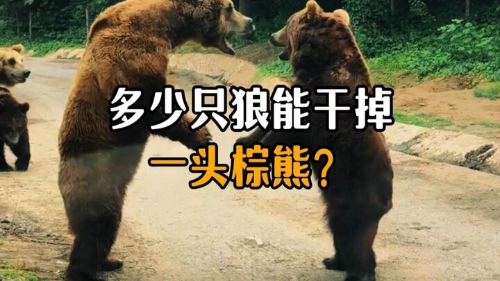 How many wolves does it take to take down a brown bear?
