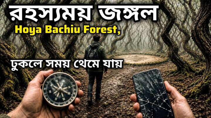 A mysterious forest where time stops.