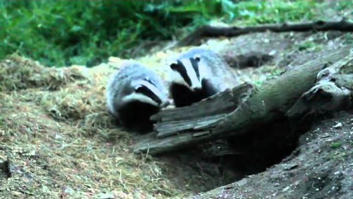 Excited Badger Cub