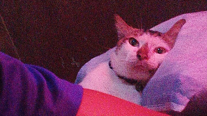 Bibo, Masih Mau Tidur Di Ganggu