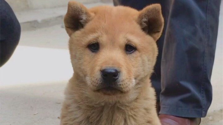 Anjing pedesaan ini benar-benar anjing idaman dalam mimpiku!