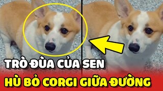 Sen ĐÙA BỎ CON giữa đường khiến chú Corgi HOẢNG LOẠN chạy theo 😂 | Yêu Lu