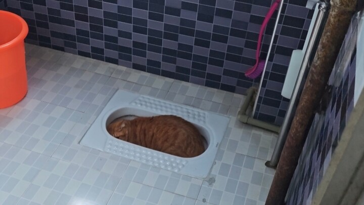 Kakak sepupuku bertanya siapa yang buang kotoran besar tapi tidak menyiram toilet, lalu aku… eh… ben