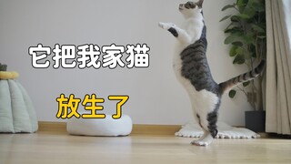 我领养了一只800个心眼的猫，它把我家原住民猫放生了！