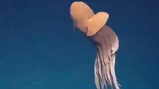 [Octopus] This elegant octopus was found 1,600 meters underwater