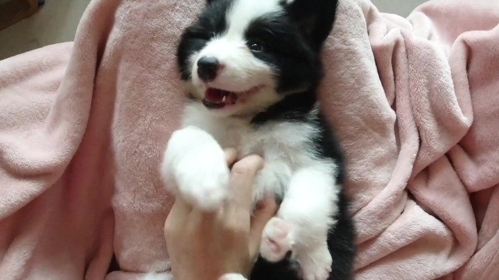 【Chó con đáng yêu】Góc nhìn thứ nhất cuồng nhiệt nựng nịu chú chó Border Collie bé bỏng, mau đến mà n