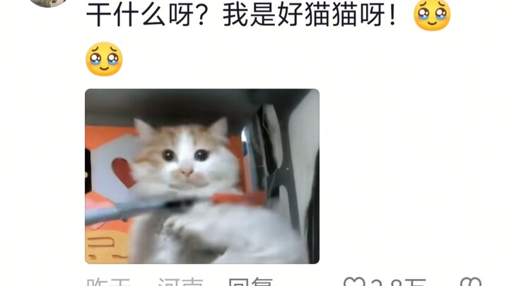 This plump, helpless little cat